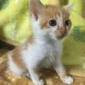もうすぐ2カ月元気三兄弟わらびくん茶白