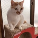 大晦日に凍えていた優しい茶白男子期限延長しました