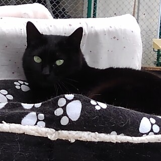 利発でキュートな甘えん坊