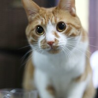 ねこまる