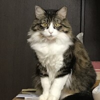 カエデ
