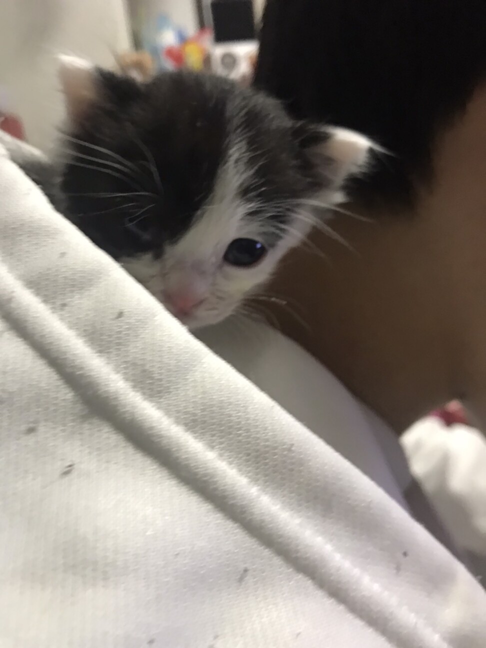 生後１ヶ月幼猫野良 東京都 猫の里親募集 ペットのおうち 月間利用者150万人