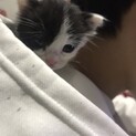 生後１ヶ月幼猫野良