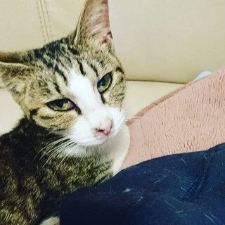 チェリーちゃん優しい御家族様お迎えがありました✨✨