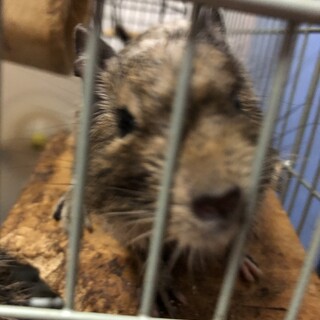 デグーの子供と親