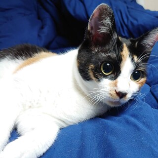 三毛猫みやびちゃん　名古屋
