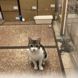 トライアル決定☆多頭崩壊っ子アメショ柄アメちゃん☆