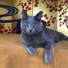 TORONです。