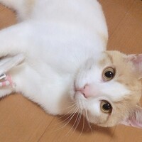 たけし