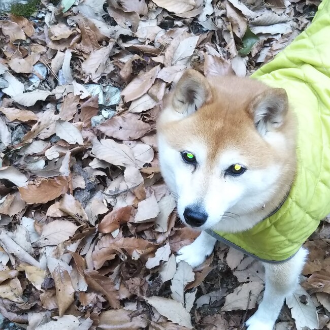 あんコロのカバー写真