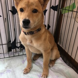 ちょっと怖がりでかわいい男の子「たんたん」