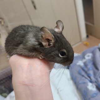 ブルーデグー里親募集