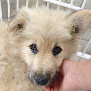 一旦終了【保健所レスキュー】長毛ふわふわな男の子