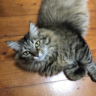 ふわふわ長毛サビ猫さん♡