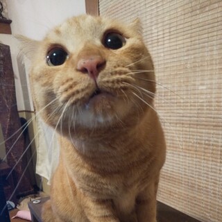 【多頭崩壊レスキュー】まんまるぽっちゃりくん