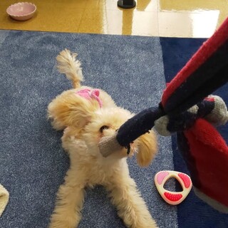 家族の一員にして下さる方に