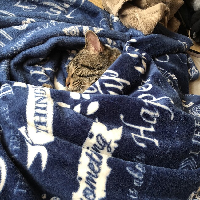 パプワのカバー写真