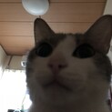引越しした時に屋根裏住み着いていました