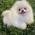 ポメラニアンのコピットちゃん