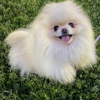 ポメラニアンのコピットちゃん