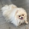 ポメラニアンのコピットちゃん サムネイル2