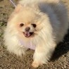 ポメラニアンのコピットちゃん サムネイル3