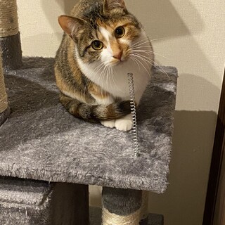 人懐っこいおてんば三毛猫ちゃん♬