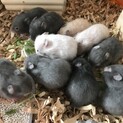 【決まりました】カラーハムスター  里親募集