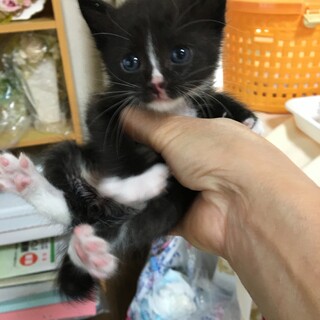 甘えん坊のクリちゃん