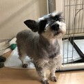 ミニチュアシュナウザー♂6歳
