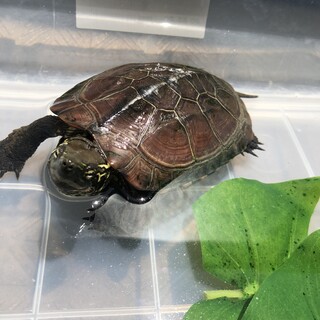 4歳クサガメさんの飼い主さん募集します！