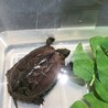 4歳クサガメさんの飼い主さん募集します！ サムネイル2