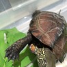 4歳クサガメさんの飼い主さん募集します！ サムネイル4