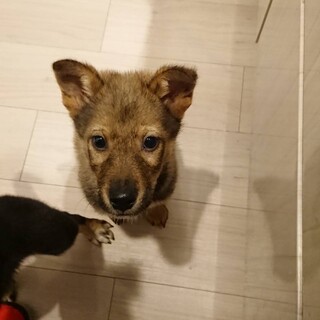仔犬からなら今！