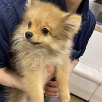 ぽんず