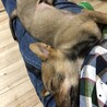 仔犬からなら今！ サムネイル2