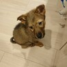 仔犬からなら今！ サムネイル3