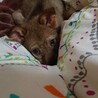 仔犬からなら今！ サムネイル4