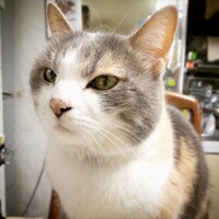 レモン