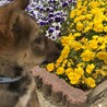 仔犬からなら今！ サムネイル5