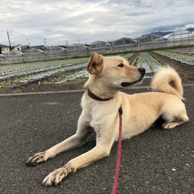 arukasanのカバー写真