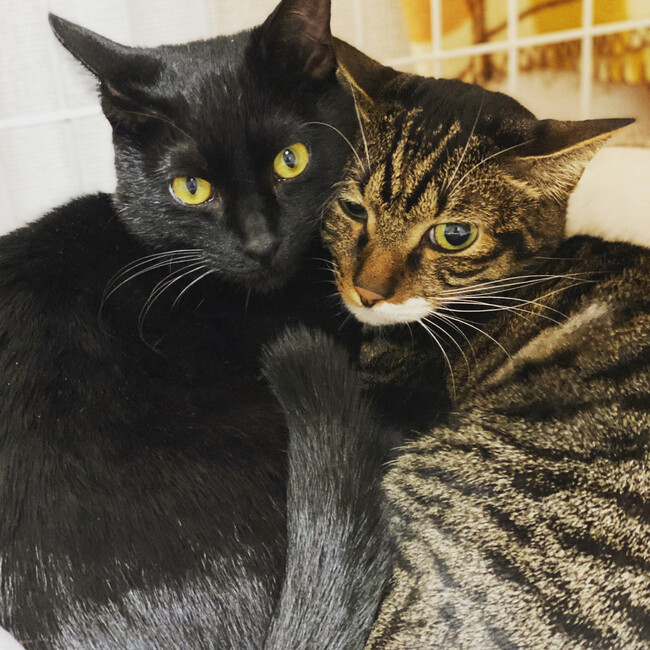 日吉安大のカバー写真