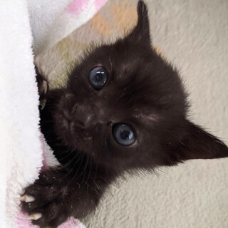 募集一時停止イケニャン黒男子☆うみ君