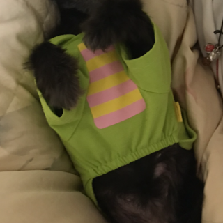 ポメラニアン×チワワ