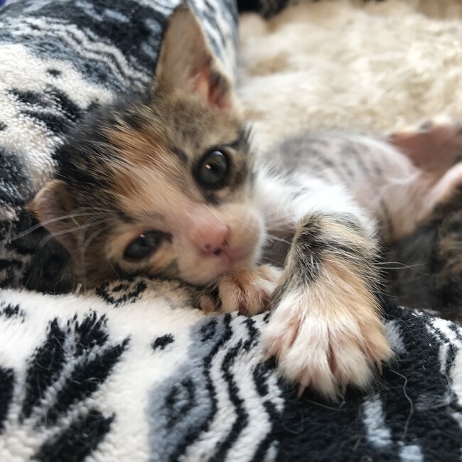 わんにゃんはぴねすのカバー写真