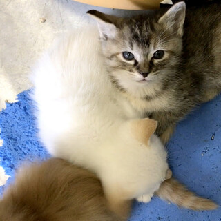 まだ幼い４兄妹キジサビ茶白