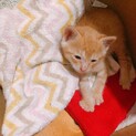 高速道路にいた子猫を保護