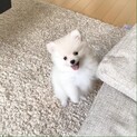 生後3ヶ月ホワイトポメラニアンメス