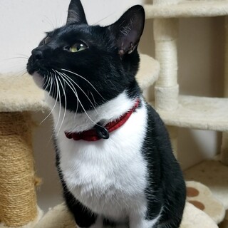 人が大好き！１歳の猫やまと君