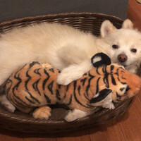 ポン